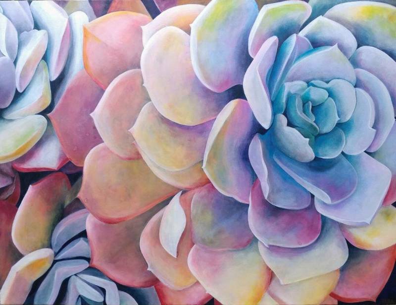 Rainbow Succulents